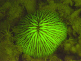 Mushroom Coral (Fungia Fungites) Fluorescing Green under Blue Light, Red Sea, Egypt Photographic Print by Louise Murray