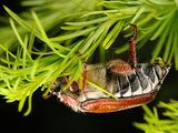 Chestnut Cockchafer (Melonthia Hippocastani), Defecating on a Larch Branch, Estonia Photographic Print by Heiti Paves
