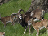 Mouflon (Ovis Musimon) Adult and Young, Europe Photographic Print by Dave Watts