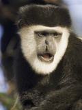 Black and White Colobus Monkey (Colobus Guereza) Face, Masai Mara, Kenya Photographic Print by Joe McDonald