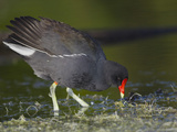 Common Moorhen or Gallinule (Gallinula Chloropus) Photographic Print by Robert Servranckx