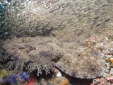 Tasseled Wobbegong (Eucrossorhinus Dasypogon) in a School of Baitfish, Exmouth Photographic Print by Andy Murch