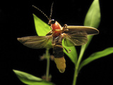Eastern Firefly (Photinus Pyralis), USA Photographic Print by Terry Priest