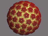 Human Papilloma Virus Capsid Photographic Print by Jean-Yves Sgro