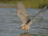 Reddish Egret Fishing with its Wings Outstretched, Egretta Rufescens, Southern USA Photographic Print by Arthur Morris