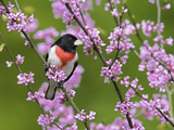 Male Rose-Breasted Grosbeak (Pheuticus Ludovicianus) in Redbud Tree Photographie par Steve Maslowski