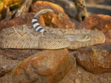 Western Diamondback Rattlesnake (Crotalus Atrox) Photographic Print by Jack Milchanowski