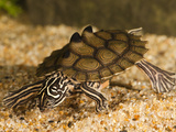 Southern Black-Knobbed Map Turtle (Graptemys Nigrinoda Delticola) Swimming Photographic Print by Joe McDonald