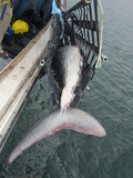 Researchers Using a Hammock to Hoist a Porbeagle Shark (Lamna Nasus) onto Deck, Bay of Fundy Photographic Print by Andy Murch