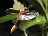 Eastern Firefly Flying (Photinus Pyralis), USA Photographic Print by Terry Priest