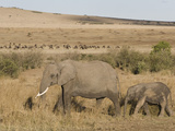 African Elephant Adult and its Young Walking across the Savanna, Loxodonta Africana Photographic Print by Arthur Morris
