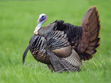 Male Turkey Displaying Photographic Print by Steve Maslowski