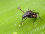 Scale Insect, Kzn, South Africa Photographic Print by Alex Wild