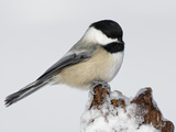 Black-Capped Chickadee (Poecile Atricapillus) on Icy Stump Photographie par Arthur Morris
