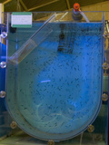 One Month Old Spotted Seahorses (Hippocampus Kuda) in Recirculating Tank Photographic Print by Louise Murray