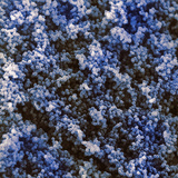 Micrococcus Bacteria, SEM Photographic Print by David Phillips