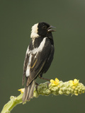 Male Bobolink Singing, Dolichonyx Oryzivorus, North America Photographie par Joe McDonald
