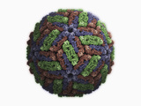 Hepatitis E Protein Capsid, Virus-Like Particle of Genotype 3 Photographic Print by Jean-Yves Sgro