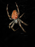 A European Garden Spider (Araneus Diadematus) on its Web at Night Photographic Print by Fabio Pupin