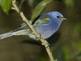 Golden-Chevroned Tanager, Thraupis Ornata, Brazil, South America Photographie par Joe McDonald
