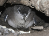 Little Penguin (Eudyptula Minor) Chick Inside the Nest Burrow Photographic Print by Richard Roscoe