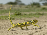 Flap-Necked Chameleon Walking (Chamaeleo Dilepis), Southern Africa Photographic Print by Joe McDonald