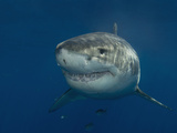 Great White Shark (Carcharodon Carcharias), Pacific Ocean Photographic Print by Andy Murch