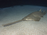 Green Sawfish (Pristis Zijsron) Photographic Print by Andy Murch