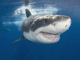Great White Shark (Carcharodon Carcharias), Guadalupe Island, Mexico, Eastern Pacific Ocean Photographic Print by Andy Murch