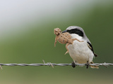 Loggerhead Shrike, Lanius Ludovicianus, with a Horned Lizard Prey, Phrynosoma, in its Bill, Texas Photographie par Arthur Morris