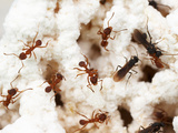 Ant (Mycetarotes) in their Fungus Garden in a Lab Nest Photographic Print by Alex Wild
