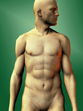 Male Likeness of the Torso Photographic Print by Carol & Miker Werner