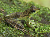 Black-Spotted Rock Frog Camouflaged on a Mossy Rock (Staurois Natator) Photographic Print by Thomas Marent