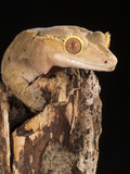 Crested Gecko Head (Rhacodactylus Ciliatus), New Caledonia, Captivity Photographic Print by Joe McDonald