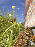 Honey Bee Forager Returns to the Beehive from Colzfield with a Load of Nectar Photographic Print by Eric Tourneret