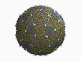 Foot-And-Mouth Disease Protein Virus Capsid Photographic Print by Jean-Yves Sgro