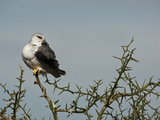 Black-Shouldered Kite (Elanus Caeruleus), Serengeti National Park, Tanzania Photographie par Mary Ann McDonald
