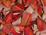 Dogwood Leaves in Autumn Photographic Print by Robert & Jean Pollock