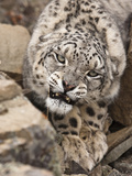 Snow Leopard (Panthera Uncia), Controlled Situation Photographie par Joe McDonald