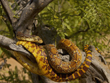 Pine Snake (Pituophis Melanoleucus) Photographic Print by Jack Milchanowski