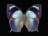Adult Stage of the Butterfly (Memphis Proserpina) Photographic Print by Jeffrey Miller