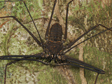 Tailless Whip Scorpion (Amblypygi), Allpahuayo Mishana National Reserve, Iquitos, Peru Photographic Print by Thomas Marent