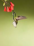 White-Throated Mountain-Gem Hummingbird Nectaring at a Red Tubular Flower Photographie par Joe McDonald