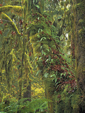 Epiphytic Sword Ferns and Mosses (Polystichum Munitum) Cover Bigleaf Maple Trees Photographic Print by Geoffrey Schmid