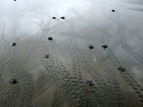 An Olive Ridley Sea Turtle Hatchling (Lepidochelys Olivacea) on its Way to the Distant Sea Photographic Print by Solvin Zankl