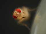 Wild Type Fruit Fly (Drosophila Melanogaster) Lab Culture Photographic Print by Solvin Zankl