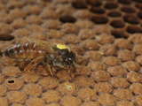 A Marked Queen Honey Bee on a Capped Brood Comb in a Hive Photographic Print by Eric Tourneret