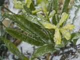 Freezing Rain Coats a Flowering Plant in a Layer of Ice in Early Spring in Colorado Fotografie-Druck von Jon Van de Grift