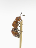 This Insect May Look Like an Ant, But it Is a Wasp with a Very Painful Sting Photographie par B. Mete Uz