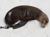 Galapagos Sea Lion (Zalophus Wollebacki), Galapagos Islands Photographie par Richard Roscoe